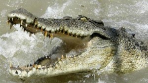 crocodile.image