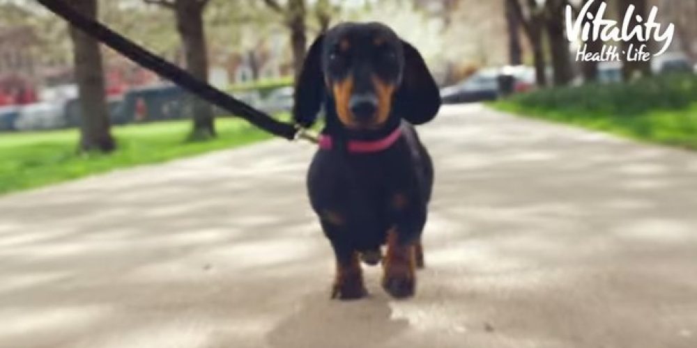 vitality dachshund