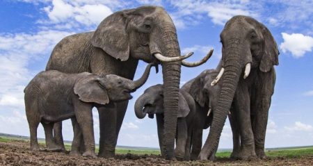 What Elephants and Customer Experiences Have in Common